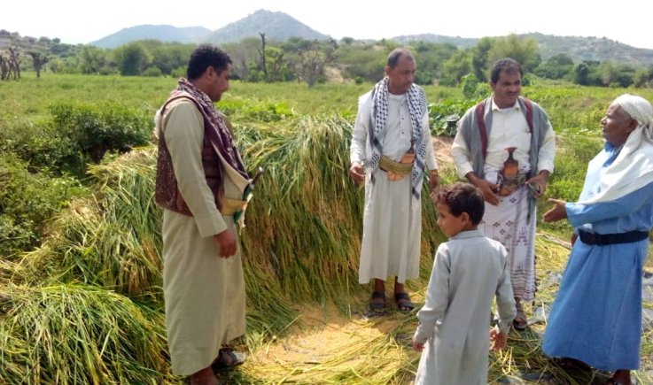 جمعية أسلم التعاونية تدشن حصاد 30 طناً من محصول الأرز بحجة
